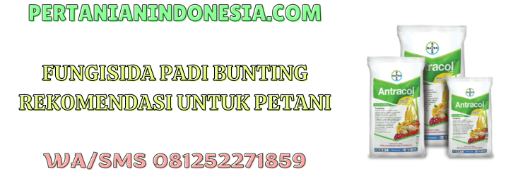 fungisida,padi bunting,tanaman,budidaya,petani,pertanian indonesia